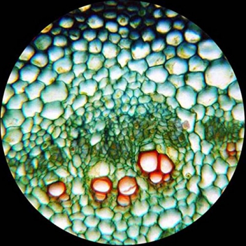 Binokulares Studenten Mikroskop